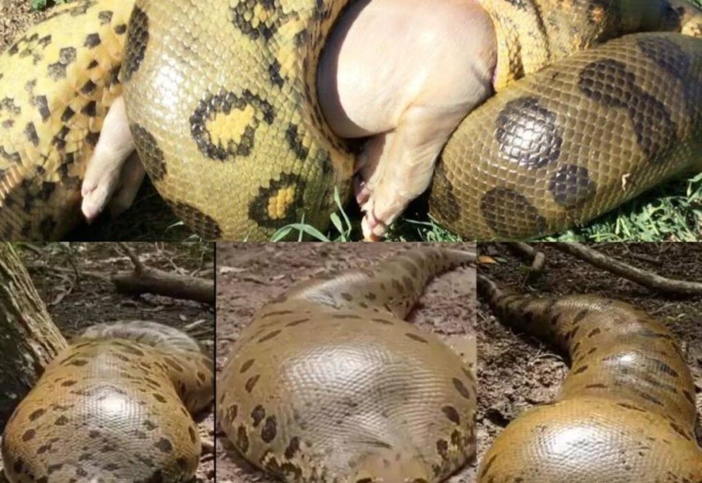 Terrifying moment in the middle of the deep forest: